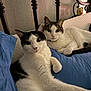 Nosey joined the competition — help win amazing prizes! animal, bed, black_and_white_cat, blue_bedspread, cat, close_up, domestic_animal, duck_plush, feline, fur, headboard, indoor, pet, plush_toy, relaxed, resting, tabby_cat, two_cats, wall, whiskers