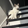 Nosey joined the competition — help win amazing prizes! animal, black, calm, cat, closeup, daylight, feline, home, indoor, pet, quiet, relaxed, shadow, sitting, stairs, striped_tail, sunlight, texture, wall, white