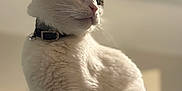 Nosey is registered to the contest to win money with this photo: alert, animal, background_blur, bell, cat, closeup, collar, cute, domestic_cat, ears, feline, fur_texture, indoor, nose, pet, portrait, sitting, soft_light, whiskers, white_fur
