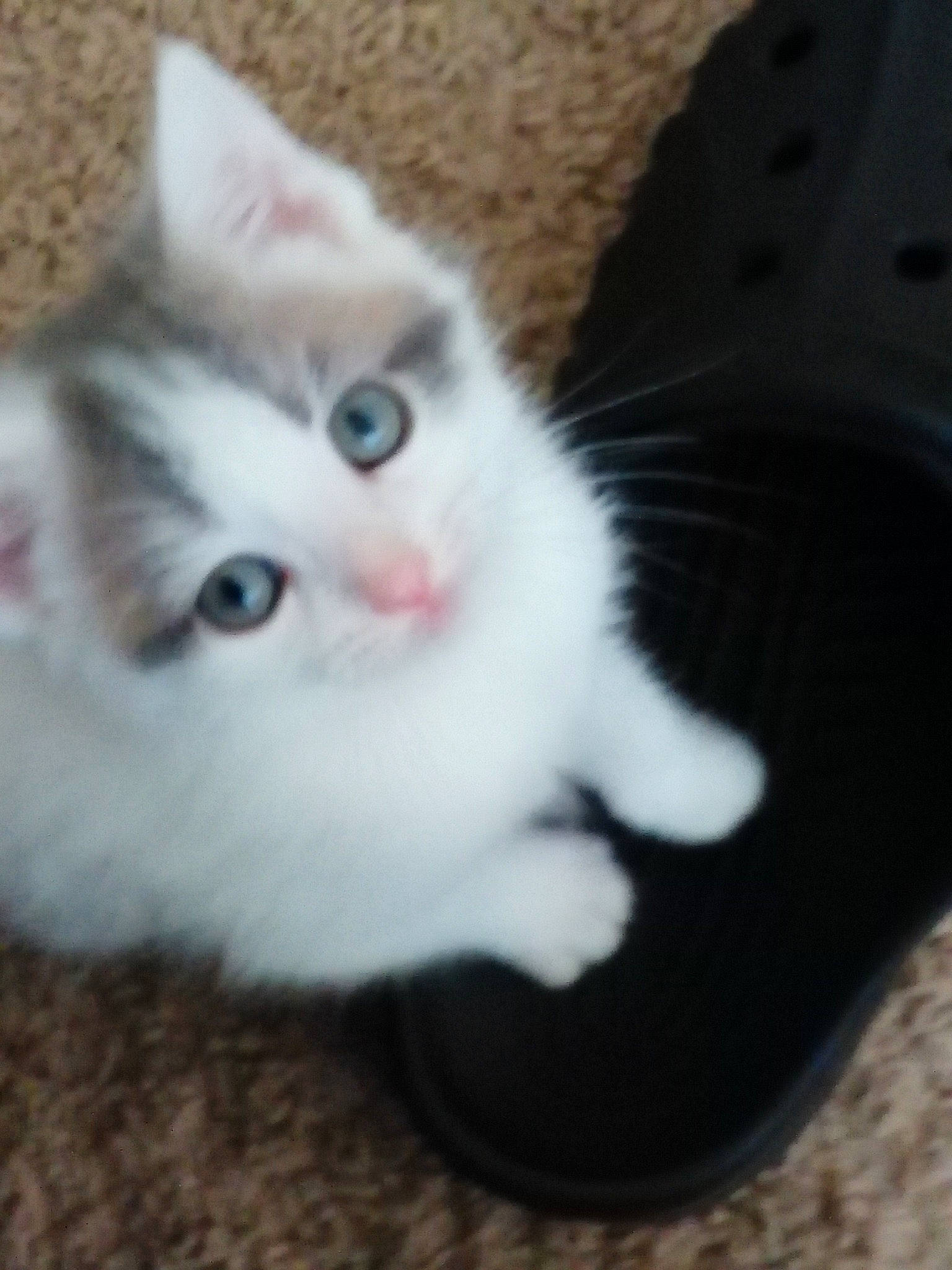 Kamill joined the competition — help win amazing prizes! carnivore, cat, domestic_short_haired_cat, ear, european_shorthair, eye, fawn, felidae, iris, kitten, mammal, ojos_azules, polydactyl_cat, ragdoll, shoe, small_to_medium_sized_cats, turkish_angora, turkish_van, vertebrate, whiskers