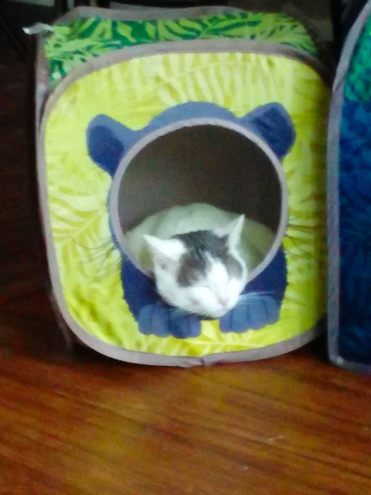 Kamill joined the competition — help win amazing prizes! cat, cat_bed, cat_supply, cat_toy, chinchilla, felidae, kitten, small_to_medium_sized_cats