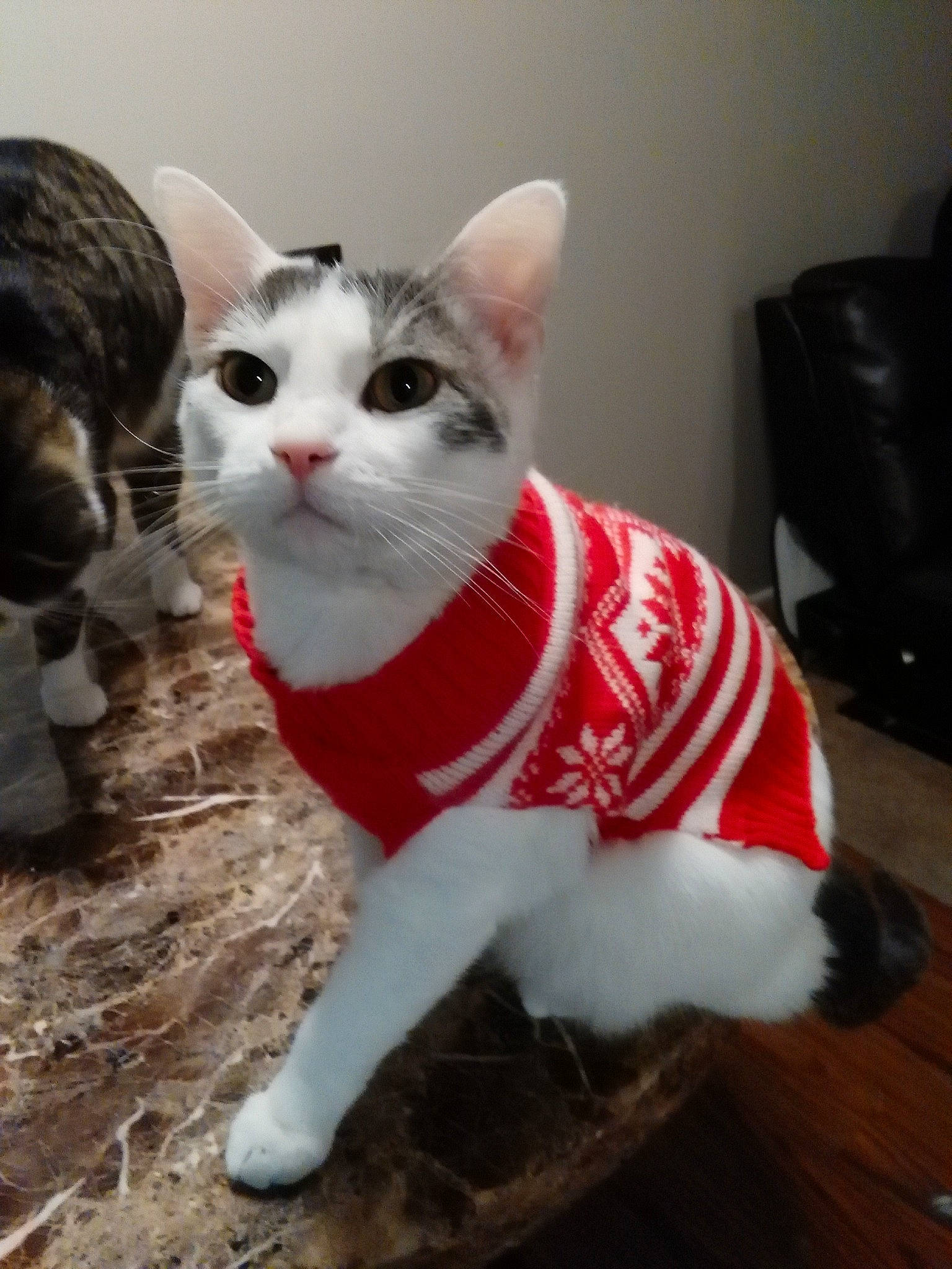 Kamill is registered to the contest to win money with this photo: aegean_cat, american_shorthair, american_wirehair, asian, carnivore, cat, domestic_short_haired_cat, european_shorthair, felidae, fur, japanese_bobtail, kitten, mammal, paw, polydactyl_cat, small_to_medium_sized_cats, tail, turkish_angora, turkish_van, whiskers