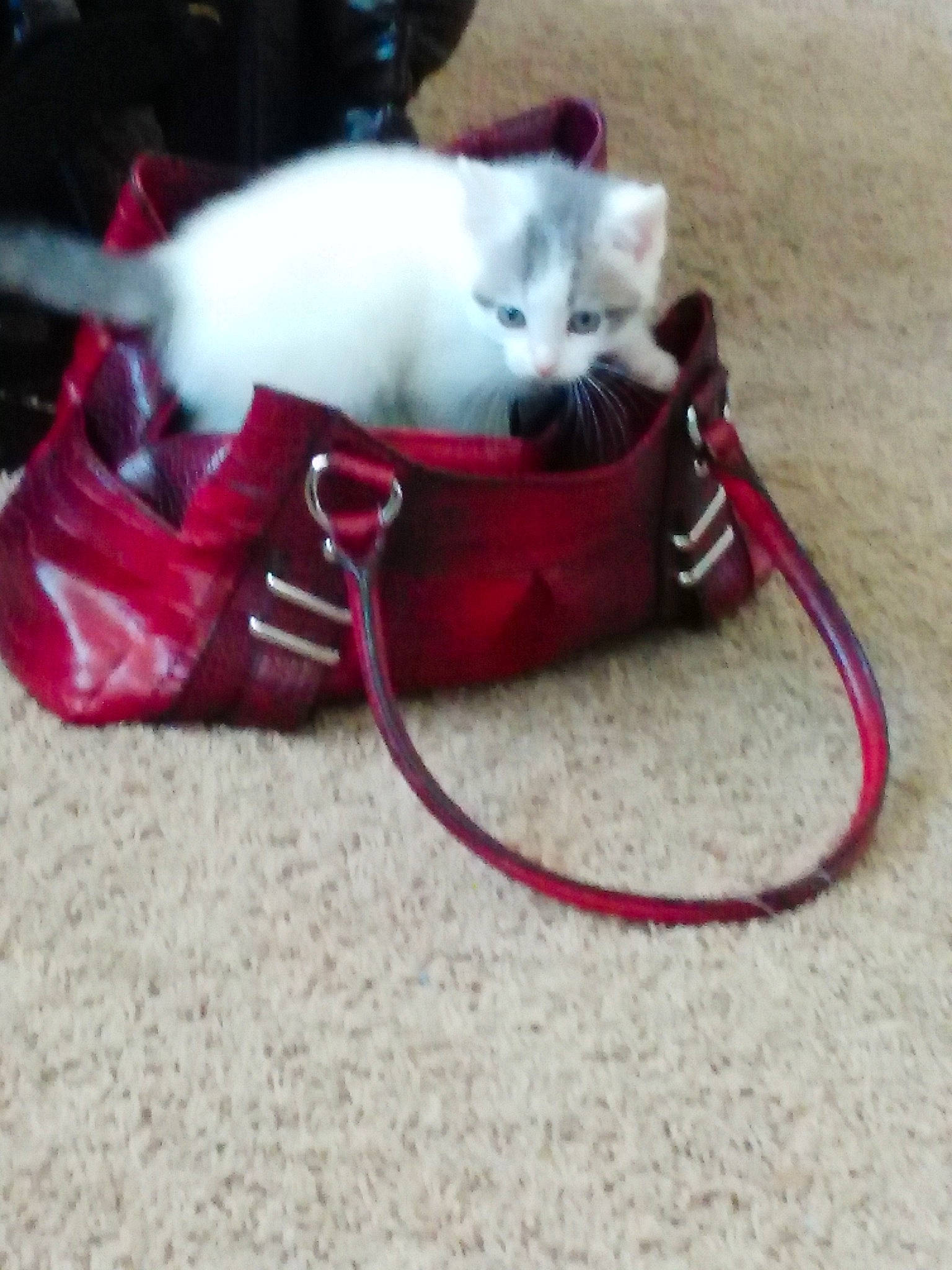 Kamill joined the competition — help win amazing prizes! canidae, carnivore, cat, collar, dog_breed, fashion_accessory, felidae, fur, kitten, leash, play, puppy, ragdoll, small_to_medium_sized_cats, tail, turkish_angora, whiskers, white