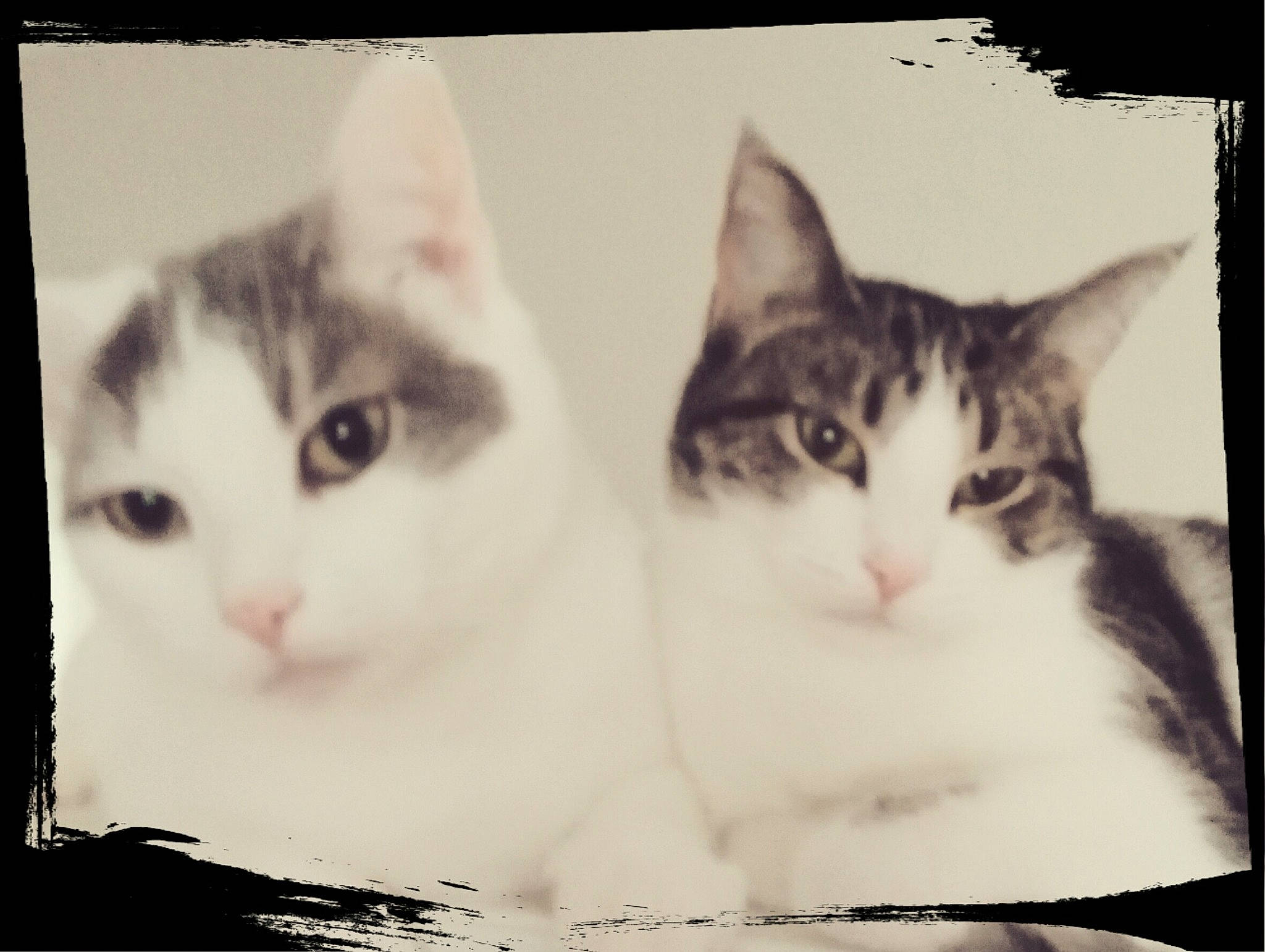 Kamill joined the competition — help win amazing prizes! aegean_cat, american_wirehair, black_and_white, carnivore, cat, domestic_short_haired_cat, european_shorthair, eye, facial_expression, felidae, head, kitten, nose, organ, sky, small_to_medium_sized_cats, snapshot, snout, whiskers, white