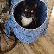 Fifi joined the competition — help win amazing prizes! cat, black_and_white, yellow_eyes, pet_house, woven, blue, indoor, wooden_floor, furniture, curious, cozy, animal, whiskers, face, pet, home, domestic, resting, cute, small_space