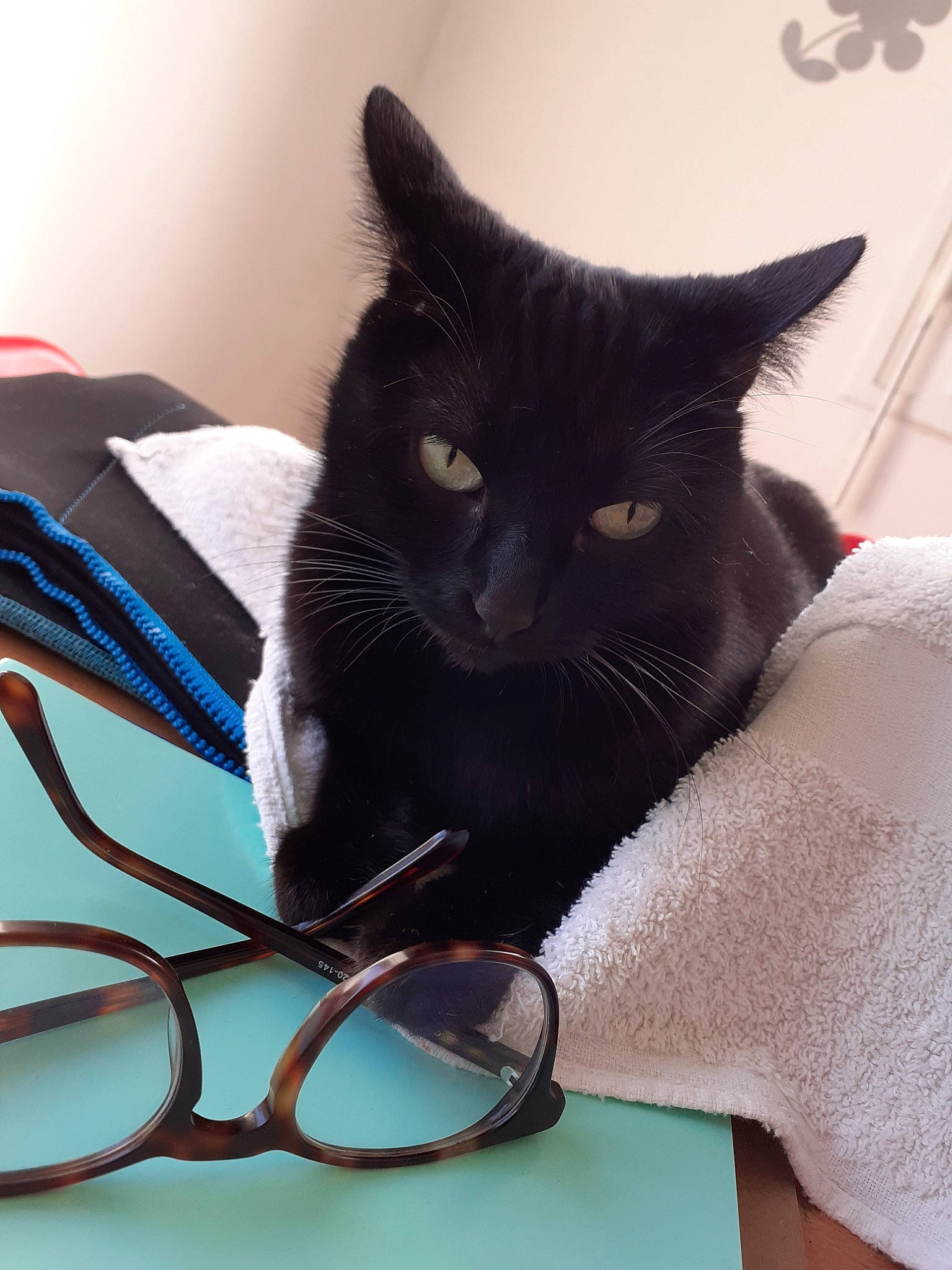 May a rejoint le concours — aidez-le/la à gagner de superbes lots ! asian, black, black_cat, burmese, carnivore, cat, claw, domestic_short_haired_cat, felidae, fur, small_to_medium_sized_cats, whiskers