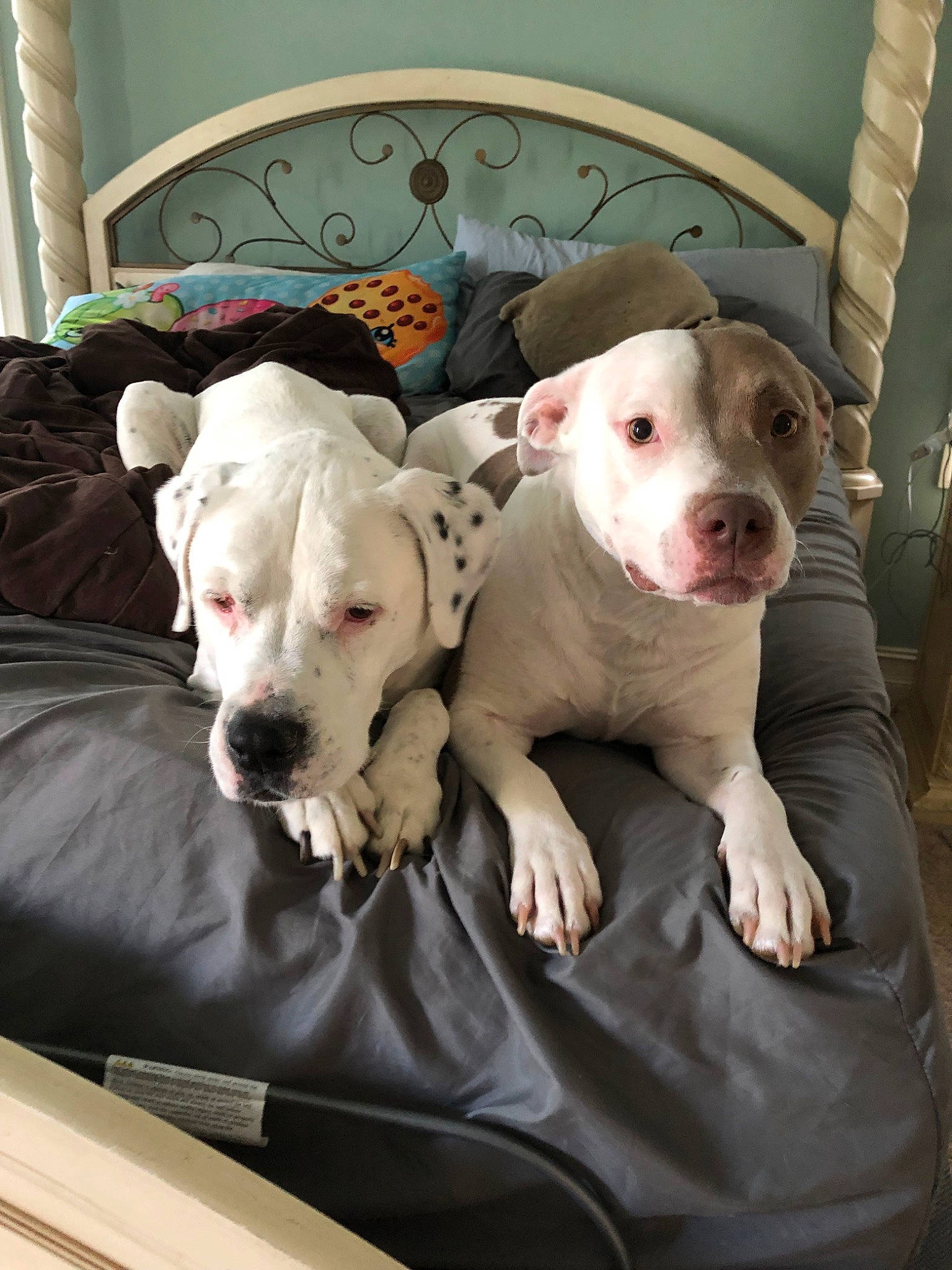 Jake is registered to the contest to win money with this photo: american_bulldog, american_pit_bull_terrier, bull_and_terrier, bully_kutta, canidae, carnivore, catahoula_bulldog, cordoba_fighting_dog, dog, dog_breed, dogo_argentino, dogo_guatemalteco, fawn, gull_terr, mammal, non_sporting_group, pit_bull, rare_breed_dog, snout, vertebrate