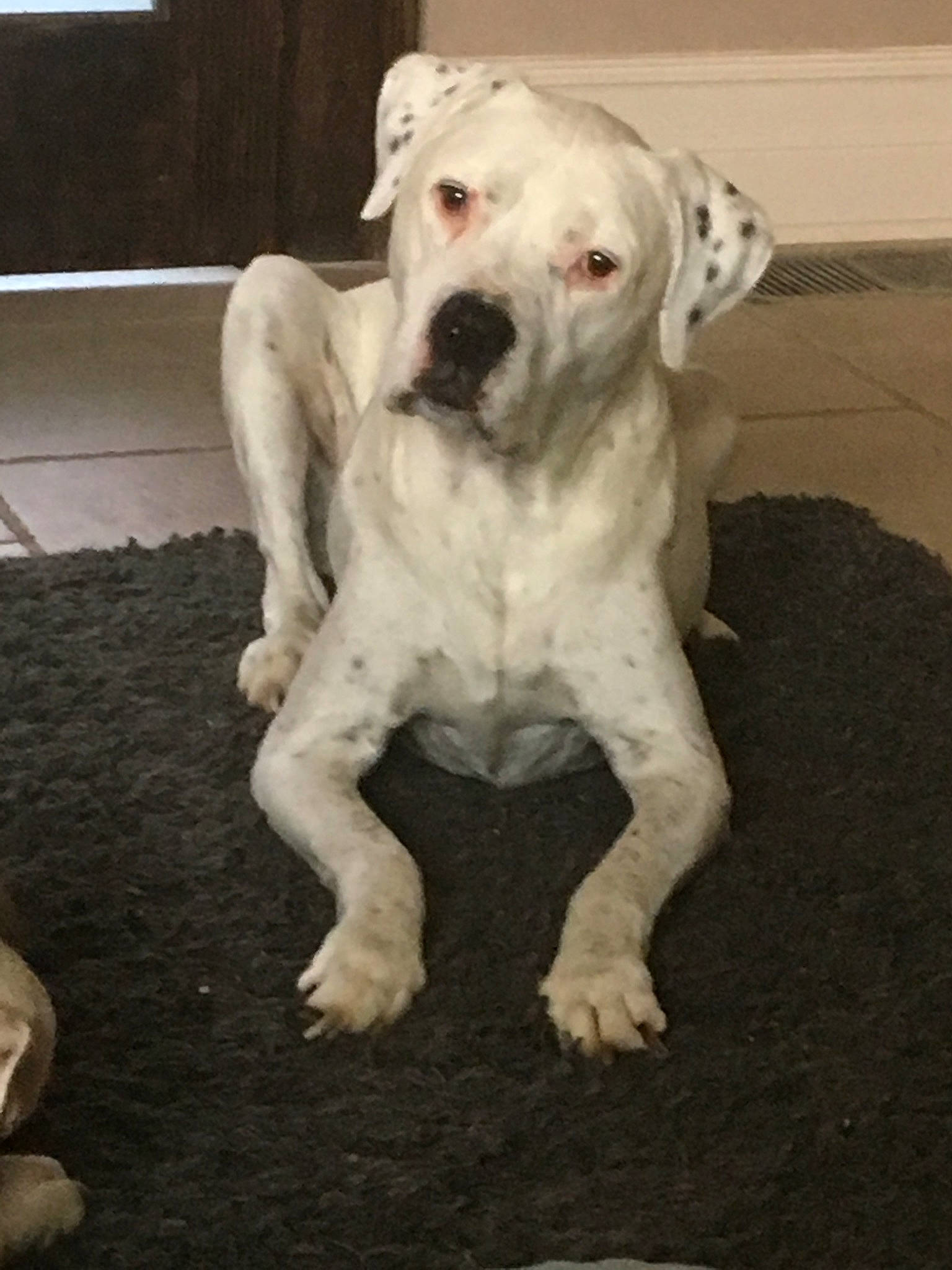 Jake is registered to the contest to win money with this photo: american_bulldog, bulldog, bully_kutta, canidae, carnivore, catahoula_bulldog, companion_dog, dog, dog_breed, dogo_argentino, dogo_guatemalteco, dorset_olde_tyme_bulldogge, mammal, non_sporting_group, rare_breed_dog, sporting_group, tail, valley_bulldog, vertebrate, white_english_bulldog