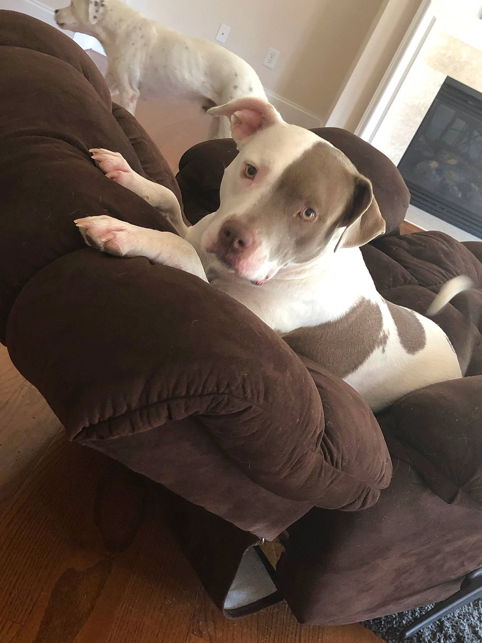 Lucy is registered to the contest to win money with this photo: american_bulldog, american_pit_bull_terrier, canidae, carnivore, companion_dog, dog, dog_breed, ear, fawn, leg, mammal, non_sporting_group, pit_bull, puppy, puppy_love, snout, sporting_group