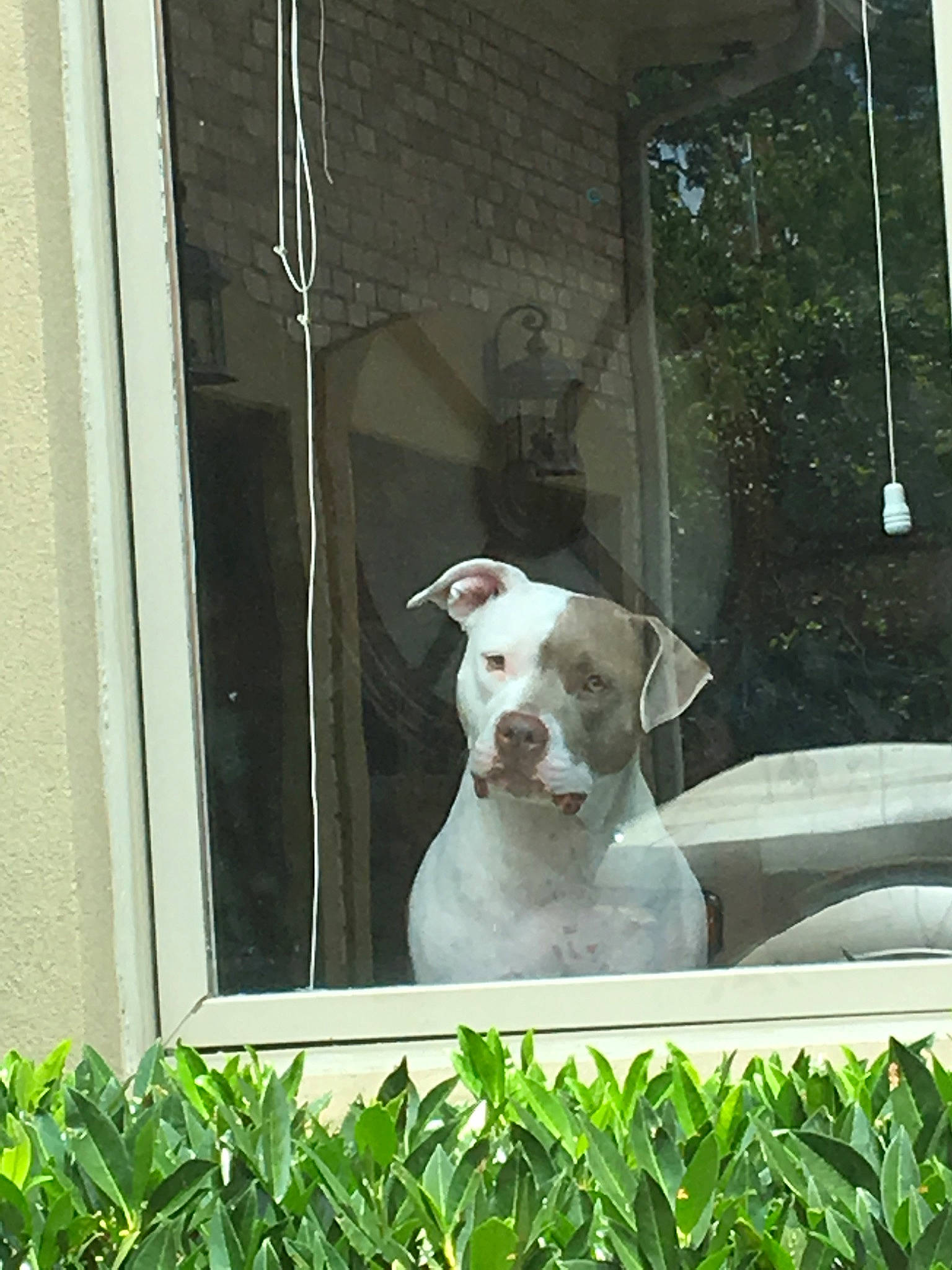 Lucy joined the competition — help win amazing prizes! american_bulldog, american_pit_bull_terrier, bully_kutta, canidae, carnivore, dog, dog_breed, dogo_argentino, dogo_guatemalteco, fawn, mammal, non_sporting_group, pit_bull, rare_breed_dog, vertebrate, window