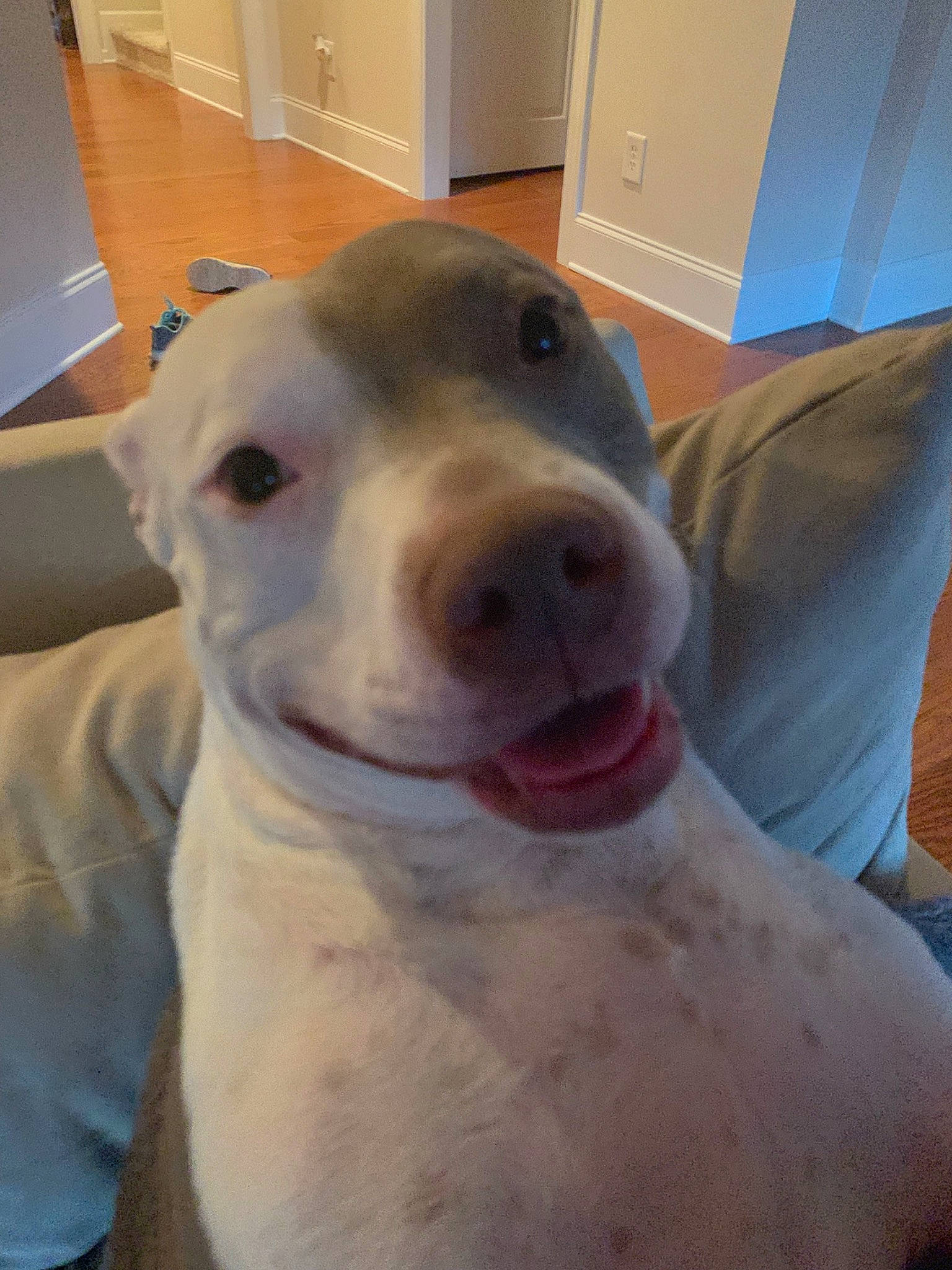 Lucy is registered to the contest to win money with this photo: american_pit_bull_terrier, bull_and_terrier, bully_kutta, canidae, carnivore, cordoba_fighting_dog, dog, dog_breed, dogo_argentino, dogo_guatemalteco, jaw, mammal, non_sporting_group, nose, pit_bull, rare_breed_dog, skin, snout, vertebrate, whiskers