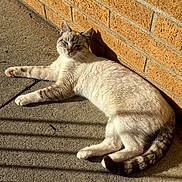 Tofu is registered to the contest to win money with this photo: cat, animal, pet, sunlight, shadow, brick_wall, concrete_floor, relaxing, feline, striped_tail, outdoor, resting, cute, whiskers, ears, paws, fur, daylight, lazy, nature