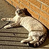 cat, animal, pet, sunlight, shadow, brick_wall, concrete_floor, relaxing, feline, striped_tail, outdoor, resting, cute, whiskers, ears, paws, fur, daylight, lazy, nature