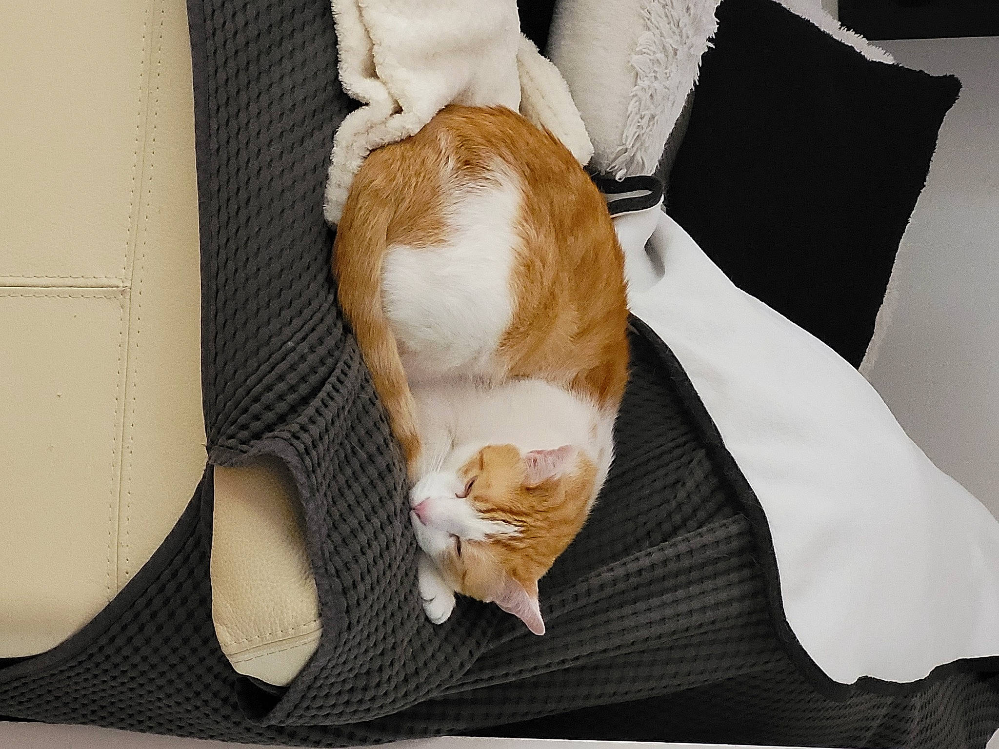 Pépito participe au concours pour gagner de l'argent avec cette photo : canidae, carnivore, cat, chair, comfort, companion_dog, domestic_short_haired_cat, fawn, felidae, fur, hardwood, human_leg, linens, small_to_medium_sized_cats, snout, tail, textile, whiskers, white, wood