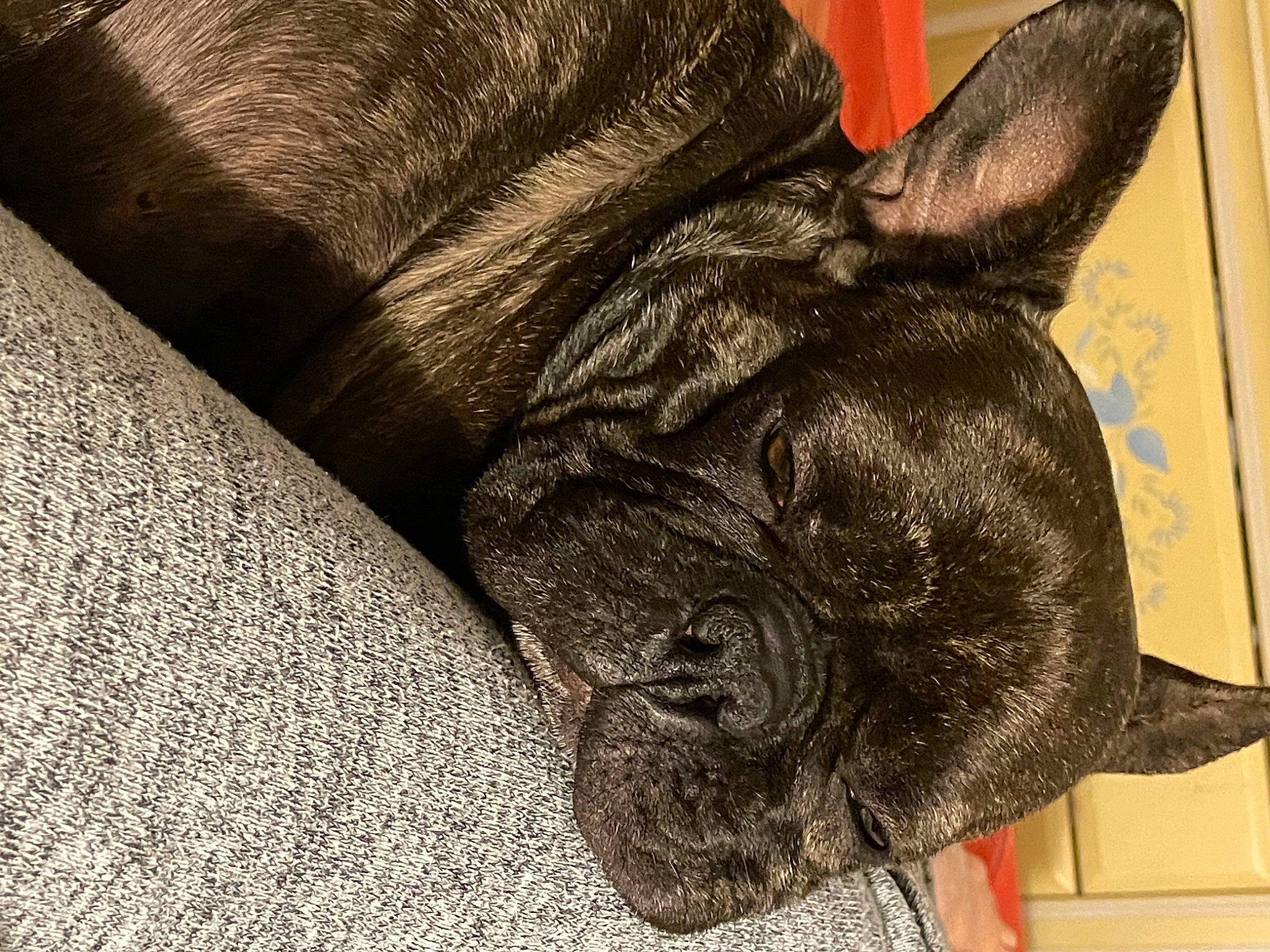 Onyx participe au concours pour gagner de l'argent avec cette photo : bulldog, canidae, carnivore, companion_dog, dog, dog_breed, fawn, french_bulldog, mammal, non_sporting_group, skin, snout, terrestrial_animal, toy_dog, vertebrate, whiskers, working_animal, working_dog, wrinkle