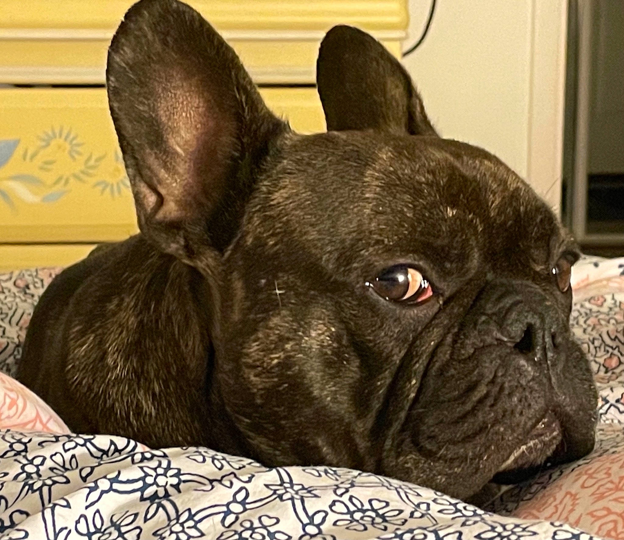 Onyx a rejoint le concours — aidez-le/la à gagner de superbes lots ! bulldog, canidae, carnivore, companion_dog, dog, dog_breed, fawn, french_bulldog, home_appliance, mammal, non_sporting_group, pug, skin, snout, toy_dog, whiskers, working_animal, wrinkle