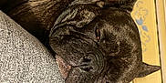 Onyx participe au concours pour gagner de l'argent avec cette photo : canidae, carnivore, comfort, companion_dog, dog, dog_breed, fawn, fur, liver, mammal, nail, non_sporting_group, puppy, skin, snout, sporting_group, terrestrial_animal, vertebrate, whiskers, working_animal