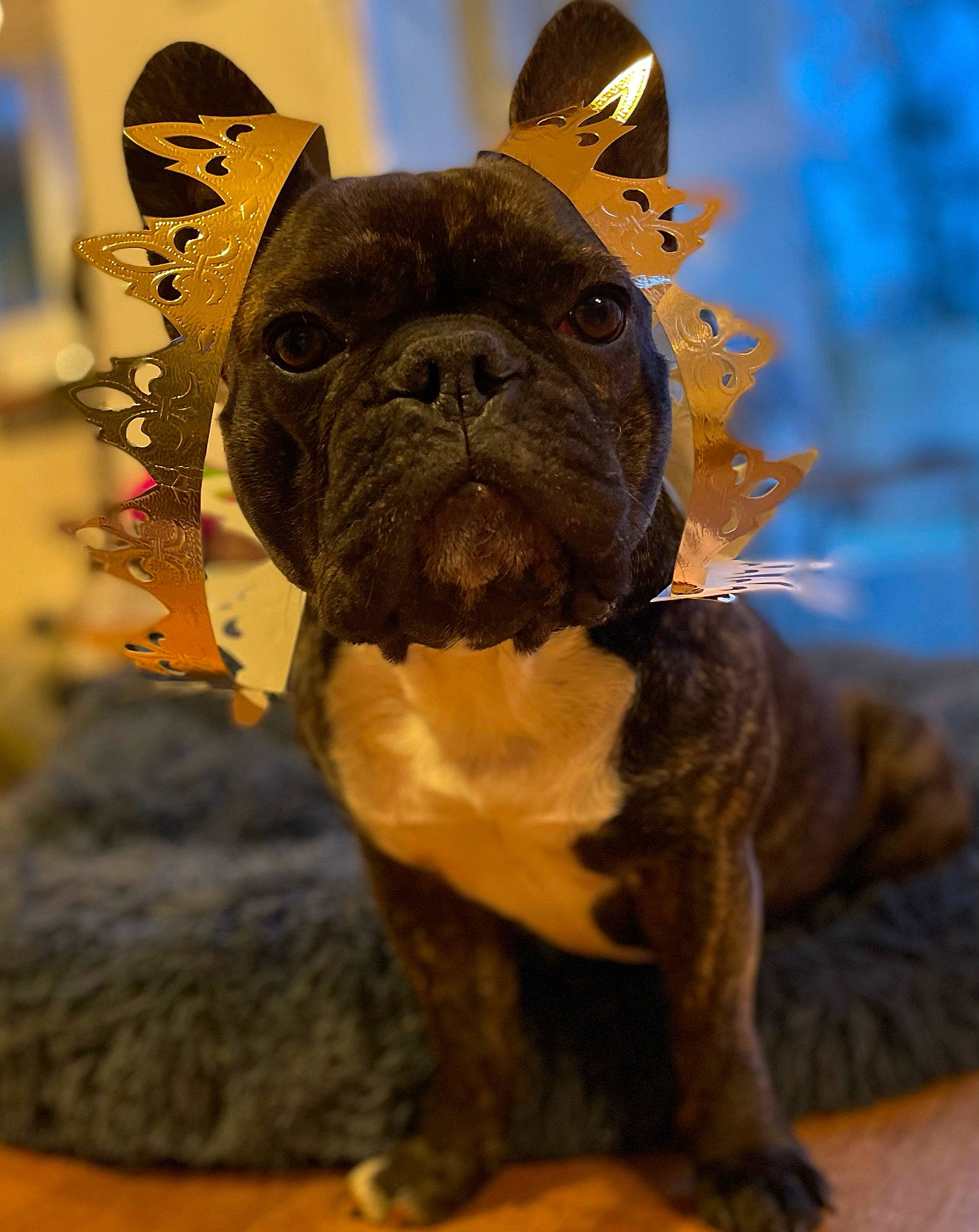 Onyx participe au concours pour gagner de l'argent avec cette photo : canidae, carnivore, collar, companion_dog, dog, dog_breed, dog_collar, dog_supply, fawn, french_bulldog, leash, non_sporting_group, pet_supply, pug, puppy, snout, toy_dog, vertebrate, working_animal, wrinkle