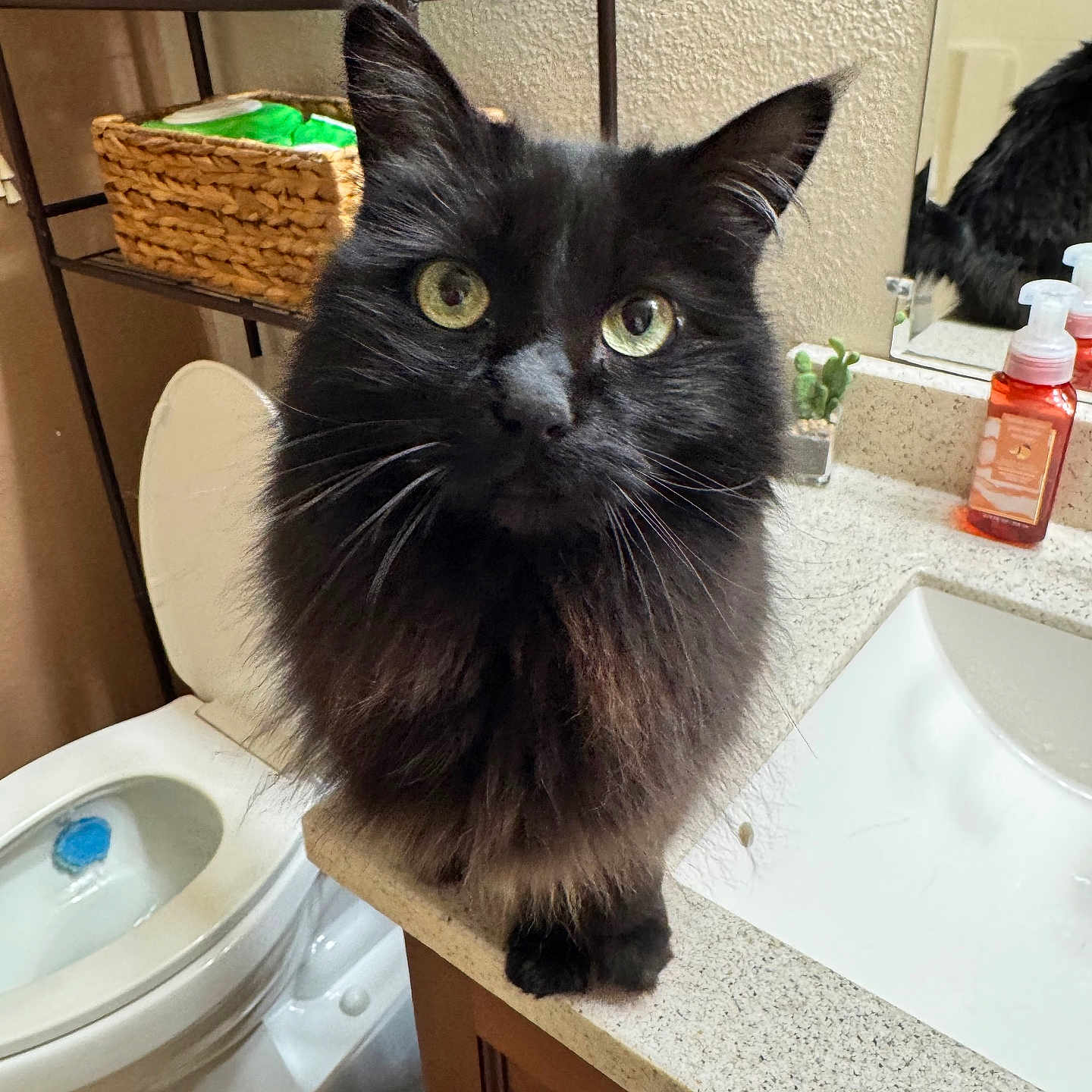 Pixie is registered to the contest to win money with this photo: cat, black_cat, green_eyes, bathroom, toilet, sink, countertop, shelves, basket, soap_dispenser, mirror, curious, fluffy, pet, indoor, feline, whiskers, closeup, domestic_animal, household