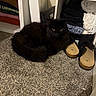 animal, black_cat, carpet, cat, closet, corner, cozy, curled_up, feline, folded_clothes, footwear, fur, home, indoor, pet, quiet, resting, sandals, shelving, yellow_eyes