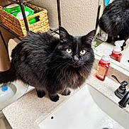 Pixie joined the competition — help win amazing prizes! cat, black_cat, pet, animal, feline, bathroom, sink, mirror, countertop, soap_dispenser, wicker_basket, yellow_eyes, fur, domestic_cat, curious, indoor, household, reflection, cleaning_supplies, home