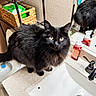 animal, bathroom, black_cat, cat, cleaning_supplies, countertop, curious, domestic_cat, feline, fur, home, household, indoor, mirror, pet, reflection, sink, soap_dispenser, wicker_basket, yellow_eyes