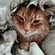 Pudge is registered to the contest to win money with this photo: cat, ginger_cat, pet, feline, blanket, cozy, sleepy, indoor, fur, whiskers, pink_nose, close_up, comfort, resting, warm, soft_texture, home, relaxed, animal, cute