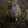 cat, orange_cat, fluffy, pet, indoor, carpet, curious, animal, feline, whiskers, ears, sitting, looking_up, cute, domestic_cat, fur, eyes, paws, companion, household