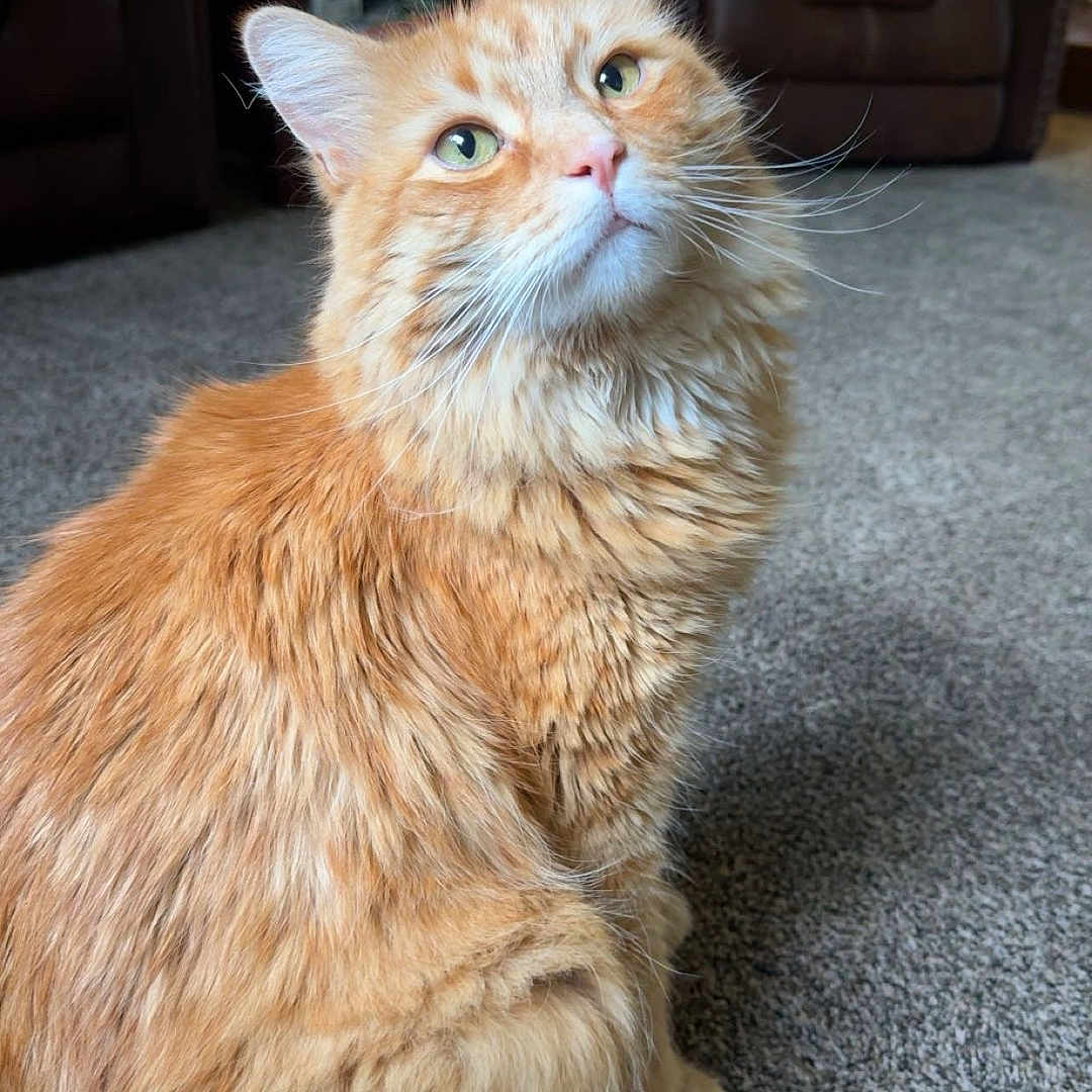 Pudge is registered to the contest to win money with this photo: cat, orange_cat, tabby, fluffy, sitting, carpet, indoor, living_room, furniture, chair, armchair, wooden_table, plant, decor, pet, fur, whiskers, curious, green_eyes, cozy