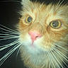 Pudge is registered to the contest to win money with this photo: cat, orange_tabby, close_up, whiskers, pink_nose, yellow_eyes, feline, pet, animal, curious, face, fur, portrait, domestic_cat, night, dark_background, mammal, cute, whiskers_out, alert