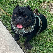 Kobe joined the competition — help win amazing prizes! dog, french_bulldog, black_dog, pet, animal, grass, leash, harness, outdoor, cute, tongue_out, happy, canine, companion, front_paw, sidewalk, nature, playful, ears_up, summer