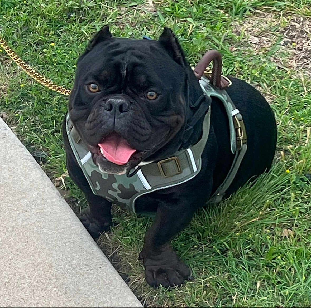 Kobe joined the competition — help win amazing prizes! dog, french_bulldog, black_dog, pet, animal, grass, leash, harness, outdoor, cute, tongue_out, happy, canine, companion, front_paw, sidewalk, nature, playful, ears_up, summer
