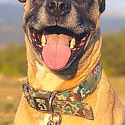 Lightning joined the competition — help win amazing prizes! animal, blurred_background, canine, closeup, collar, dog, ears, fur, grass, happy, muzzle, nature, outdoor, pet, portrait, smiling, sunlight, tag, teeth, tongue_out
