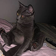 Cleopatra is registered to the contest to win money with this photo: bed, bedding, blanket, cat, cozy, ears, eyes, flash, fur, grey_cat, home, indoor, nighttime, paws, pet, portrait, remote_control, shadow, sitting, whiskers