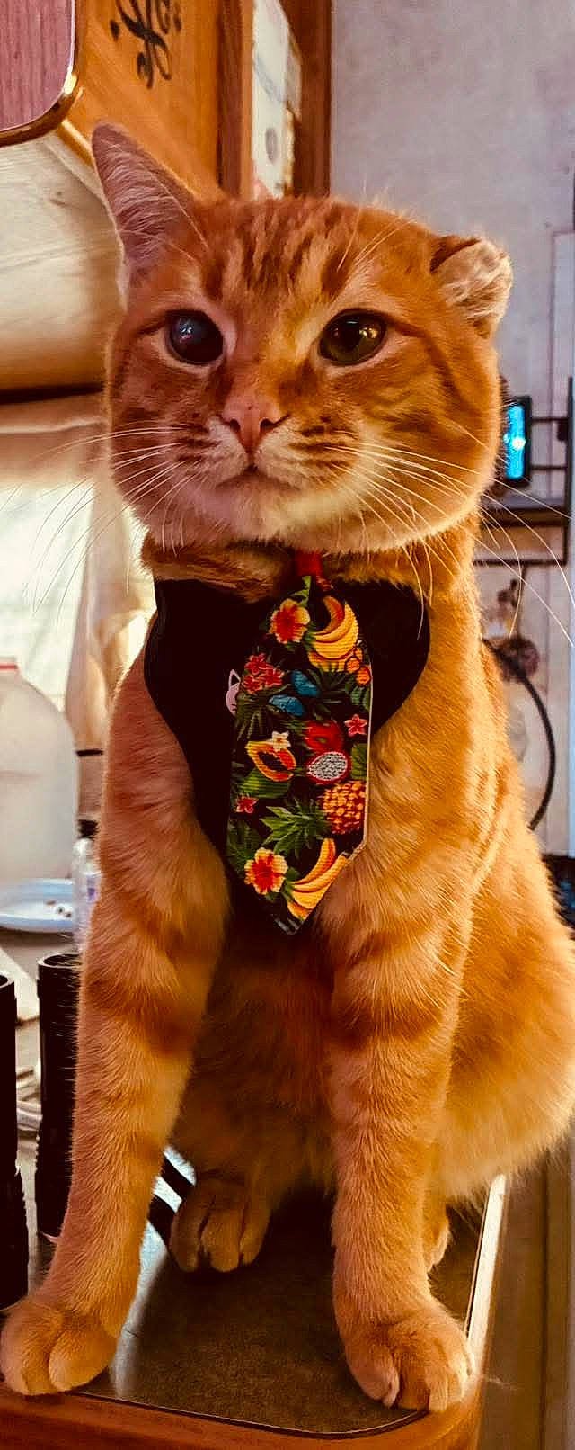 Chevy is registered to the contest to win money with this photo: accessory, adorable, cat, close_up, collar, cute, eyes, face, fur, furniture, household, indoor, orange_cat, paws, pet, portrait, sitting, tabby, tie, whiskers
