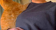 Chevy is registered to the contest to win money with this photo: black_sweater, casual, cat, curtain, ginger_cat, hand, happy, home_interior, indoor, orange_cat, person, pet, phone_screenshot, portrait, purple_hair, selfie, shoulder, smiling, soft_focus, warm_tone
