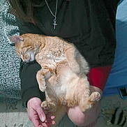 Chevy joined the competition — help win amazing prizes! belly_up, carpet, cat, close_up, cozy, cross_necklace, fur, ginger_cat, hand, holding, home, indoors, lap, necklace, paws, person, pet, relaxed, sleeping, sweater