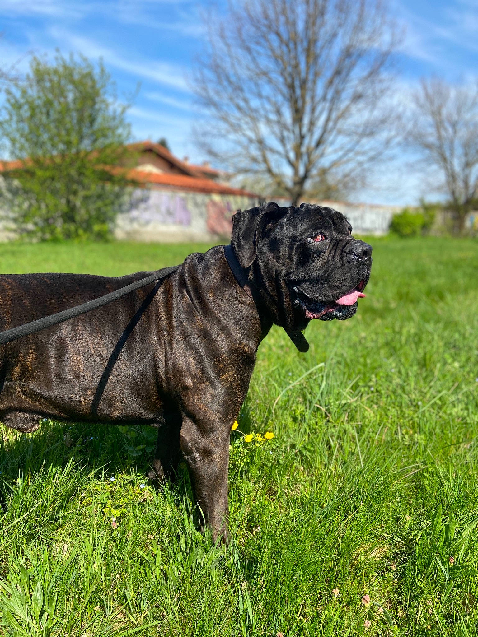 Invictus a rejoint le concours — aidez-le/la à gagner de superbes lots ! alaunt, bandog, boerboel, bullmastiff, cane_corso, canidae, carnivore, dog, dog_breed, english_mastiff, grass, guard_dog, mammal, molosser, perro_de_presa_canario, plant, snout, sporting_group, vertebrate, working_dog