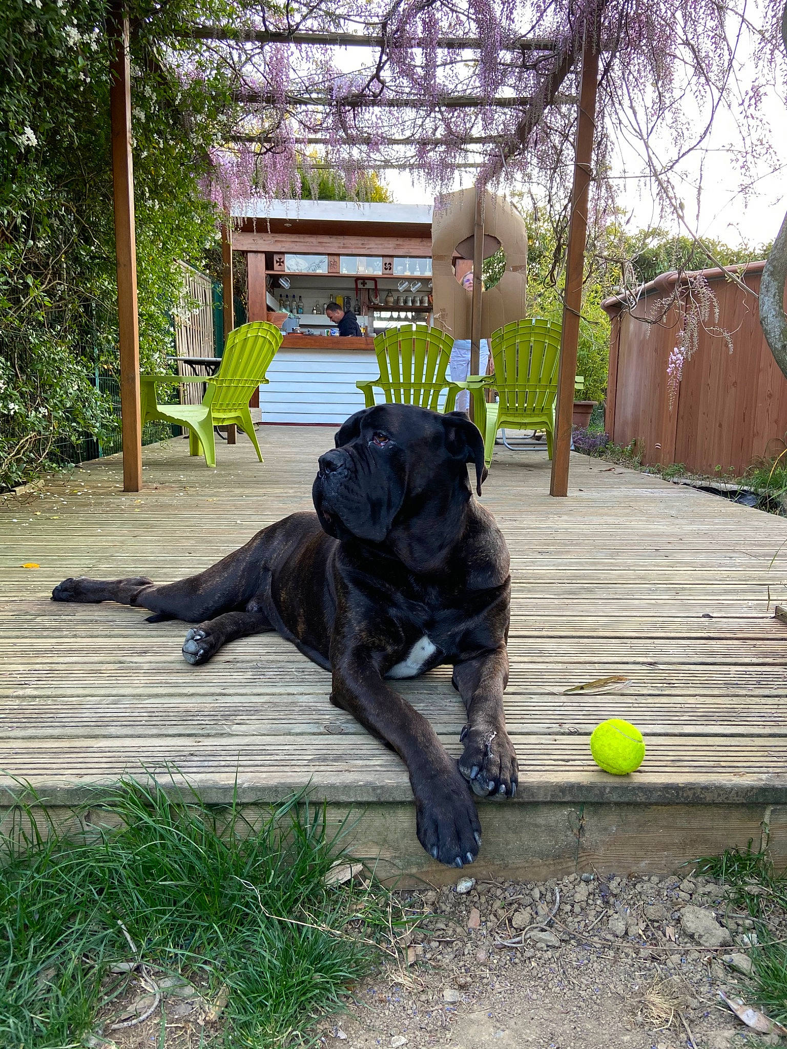 Invictus participe au concours pour gagner de l'argent avec cette photo : bandog, cane_corso, canidae, carnivore, companion_dog, dog, dog_breed, great_dane, guard_dog, non_sporting_group, perro_de_presa_canario, sporting_group, working_dog