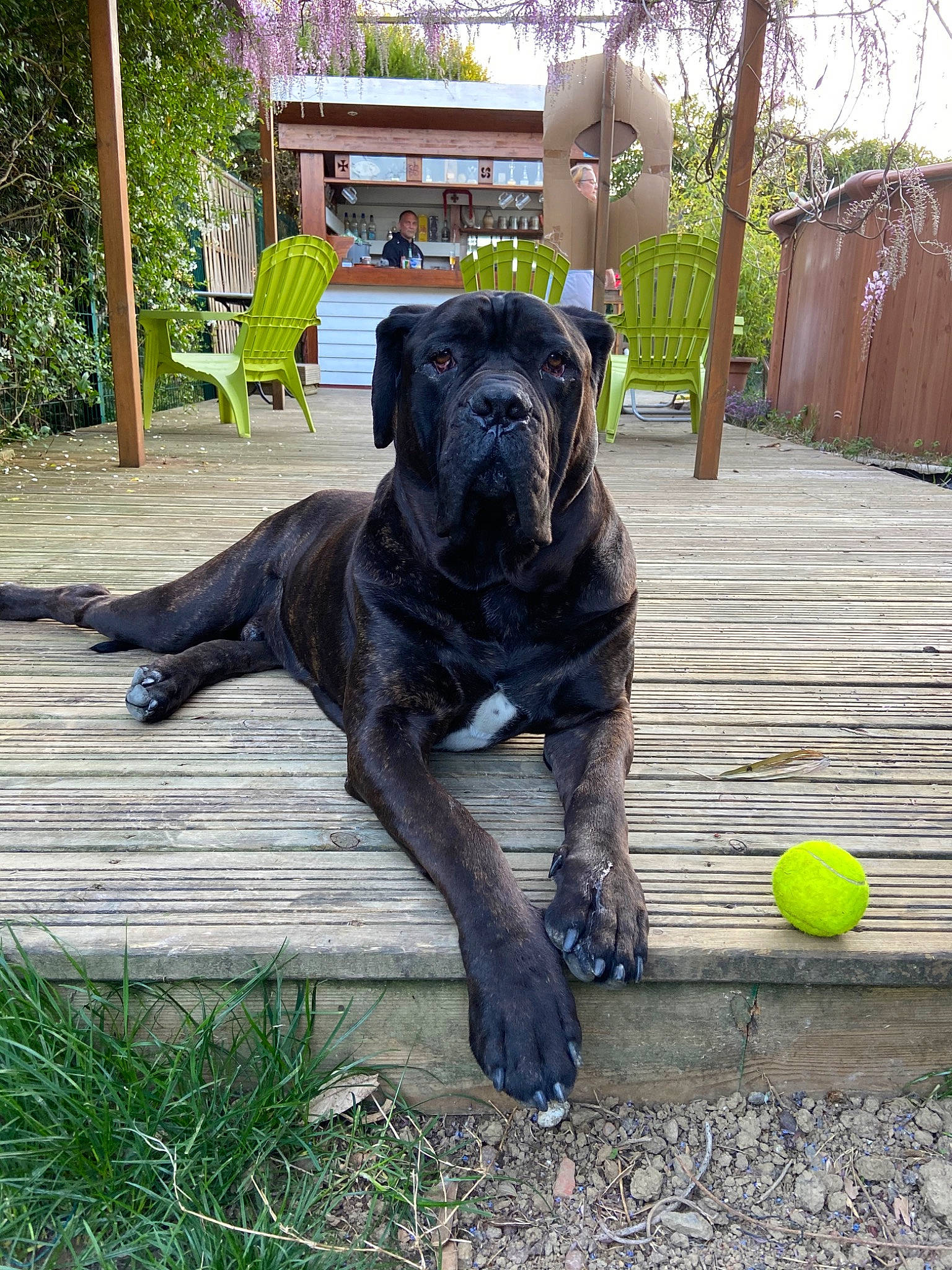 Invictus a rejoint le concours — aidez-le/la à gagner de superbes lots ! bandog, boerboel, bullmastiff, cane_corso, canidae, carnivore, companion_dog, dog, dog_breed, english_mastiff, fawn, guard_dog, mammal, molosser, perro_de_presa_canario, perro_de_presa_mallorquin, snout, sporting_group, vertebrate, working_dog