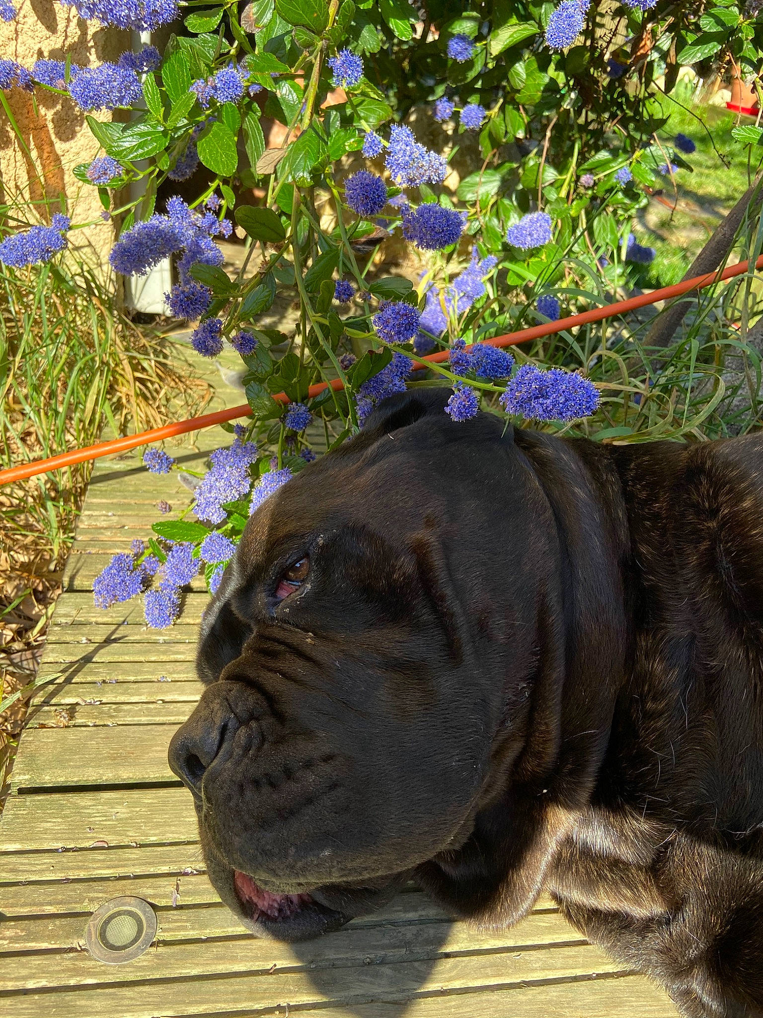 Invictus a rejoint le concours — aidez-le/la à gagner de superbes lots ! cane_corso, canidae, carnivore, dog, dog_breed, fawn, flower, mammal, non_sporting_group, plant, snout, sporting_group