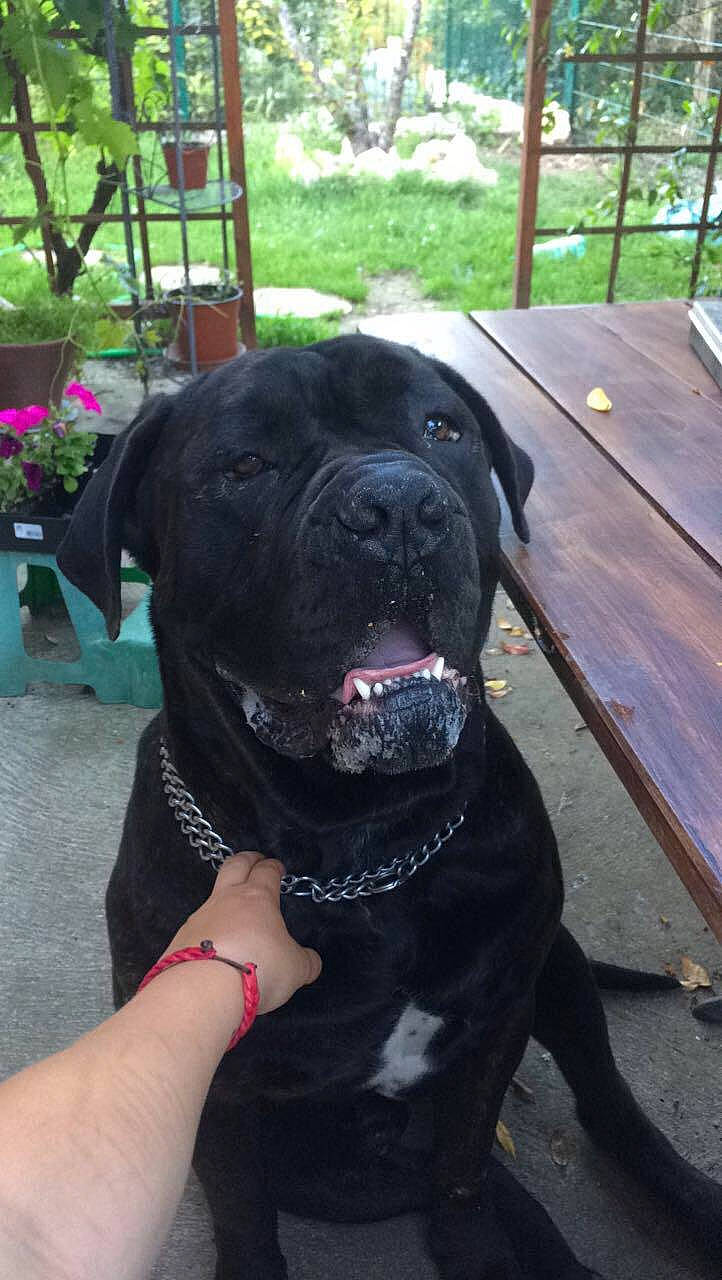 Invictus participe au concours pour gagner de l'argent avec cette photo : bandog, cane_corso, canidae, carnivore, dog, dog_breed, fawn, guard_dog, mammal, molosser, non_sporting_group, rare_breed_dog, snout, sporting_group, vertebrate