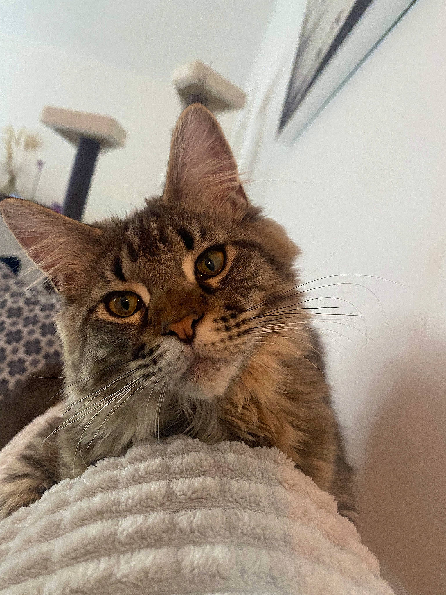 Tenessee participe au concours pour gagner de l'argent avec cette photo : carnivore, cat, claw, domestic_short_haired_cat, fawn, felidae, fur, paw, small_to_medium_sized_cats, snout, tail, terrestrial_animal, whiskers, wildlife, wood