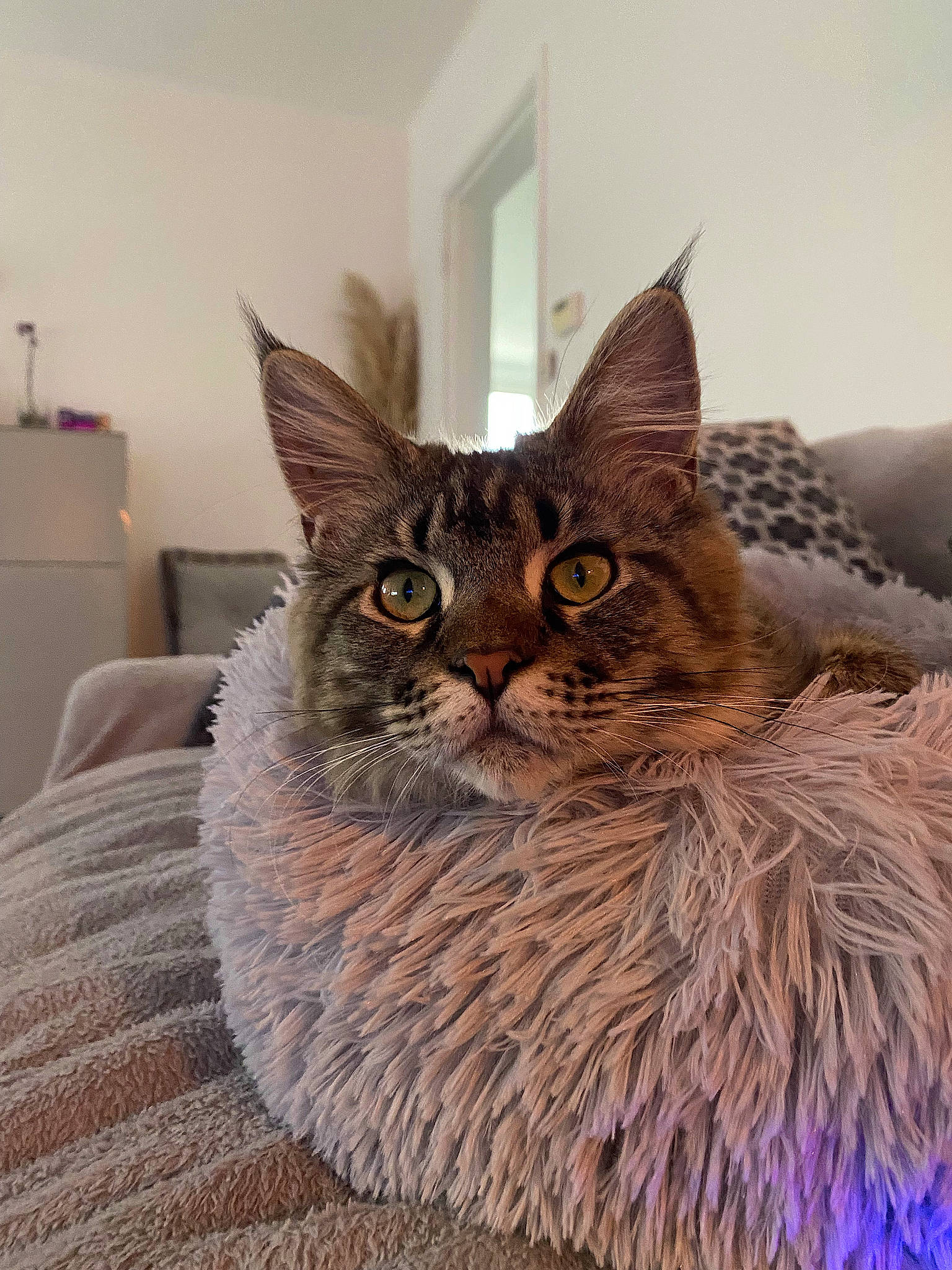 Tenessee participe au concours pour gagner de l'argent avec cette photo : art, carnivore, cat, cat_supply, comfort, domestic_short_haired_cat, fawn, felidae, fur, grey, house, knitting, small_to_medium_sized_cats, snout, tail, terrestrial_animal, whiskers, window, wood