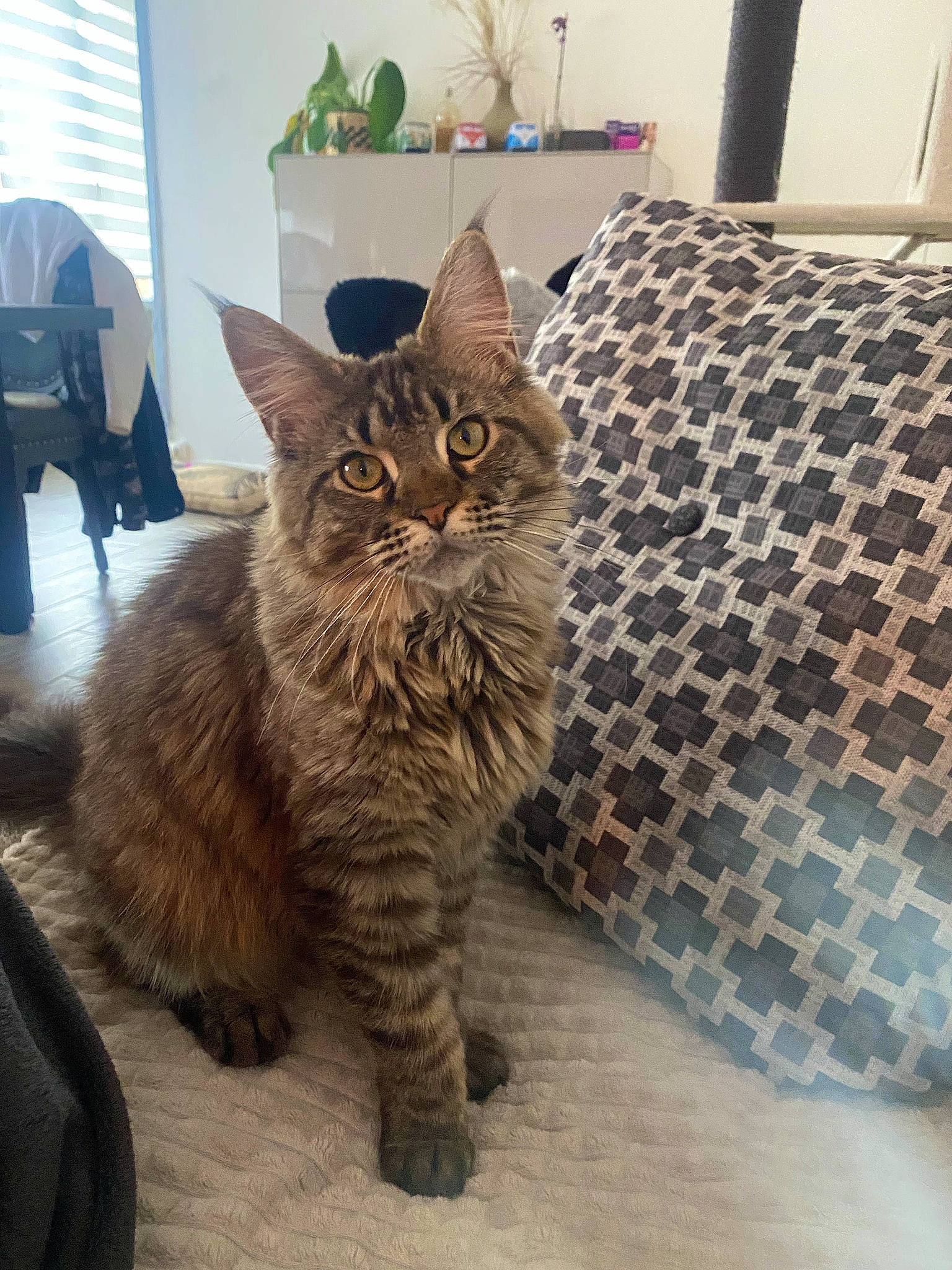 Tenessee a rejoint le concours — aidez-le/la à gagner de superbes lots ! carnivore, cat, claw, comfort, couch, domestic_short_haired_cat, fawn, felidae, flooring, fur, grey, hardwood, houseplant, paw, plant, small_to_medium_sized_cats, snout, tail, whiskers, wood