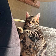 La Mimi participe au concours pour gagner de l'argent avec cette photo : cat, tabby_cat, pet, animal, feline, fluffy, blanket, sunlight, indoor, relaxed, curious, fur, whiskers, ears, paw, close_up, cozy, resting, home, comfort