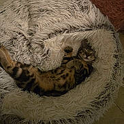 Simba is registered to the contest to win money with this photo: cat, tabby, sleeping, beanbag, fluffy, furniture, indoor, cozy, relaxed, pet, animal, comfort, resting, shaggy, home, cute, fur, mammal, domestic, lazy