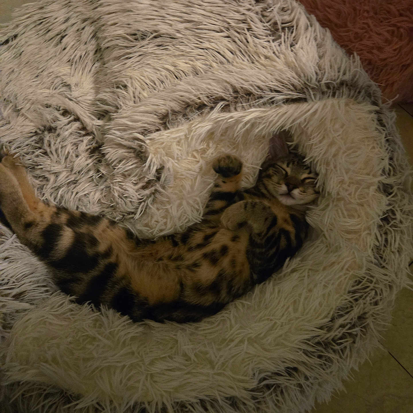 Simba is registered to the contest to win money with this photo: animal, beanbag, cat, comfort, cozy, cute, domestic, fluffy, fur, furniture, home, indoor, lazy, mammal, pet, relaxed, resting, shaggy, sleeping, tabby