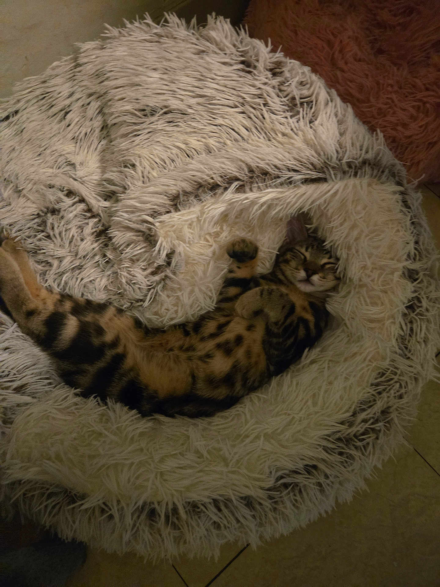 Simba