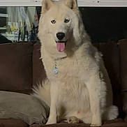 Lakota joined the competition — help win amazing prizes! dog, siberian_husky, white_dog, blue_eyes, tongue_out, sitting, couch, living_room, window, curtains, pet, domestic_animal, indoor, fur, canine, companion, animal_portrait, relaxed, household, friendly